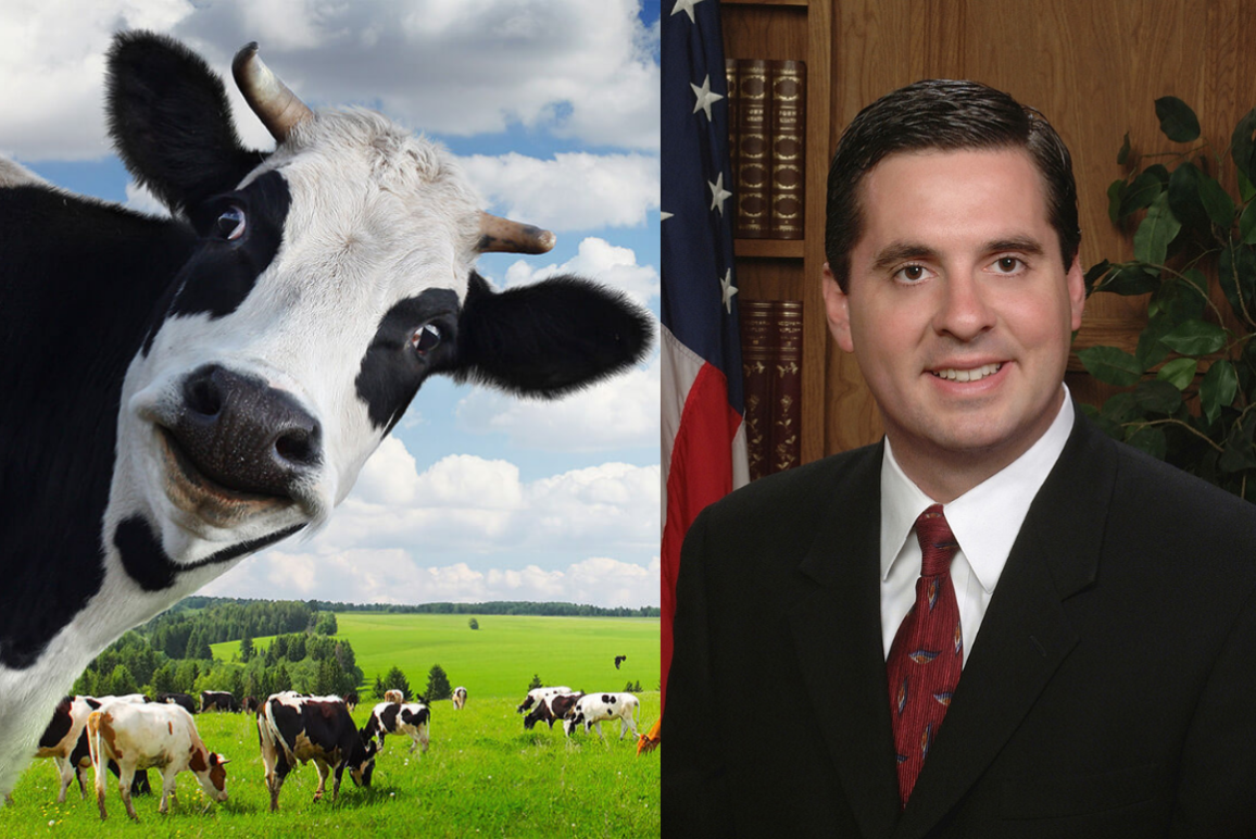 a photo of a cow next to a photo of California Rep. Devin Nunes